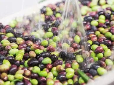 Équipements pour huile d'olive